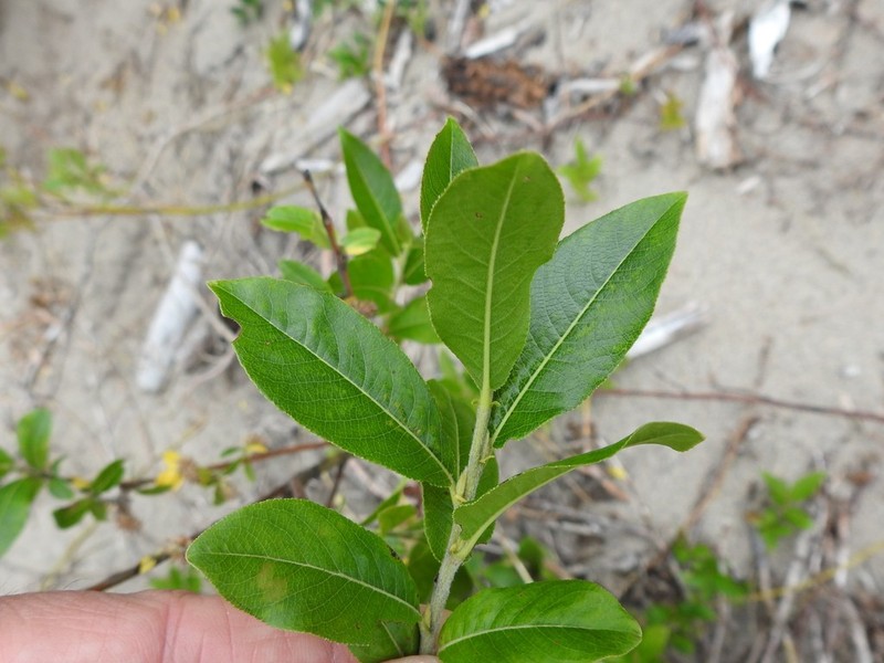 Firmleaf Willow photo 5