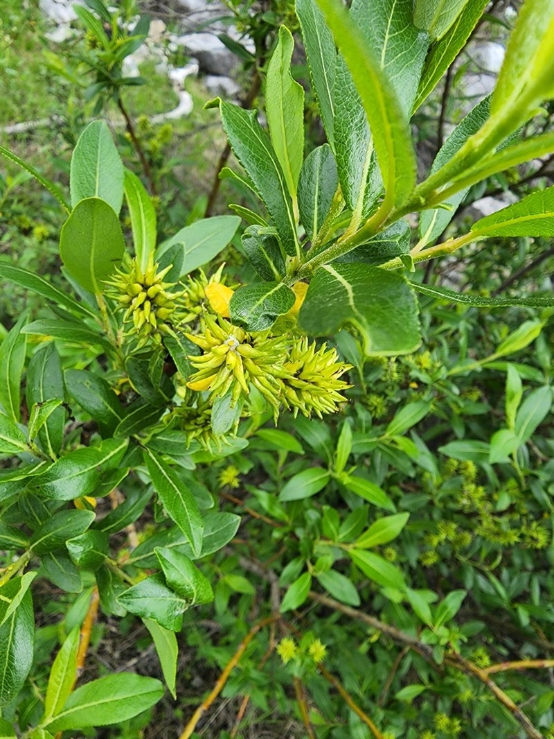 Firmleaf Willow photo 6