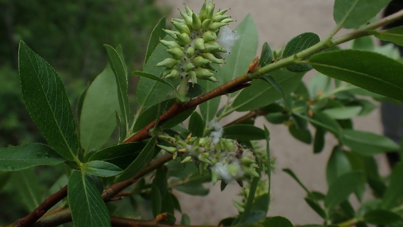 Firmleaf Willow photo 7