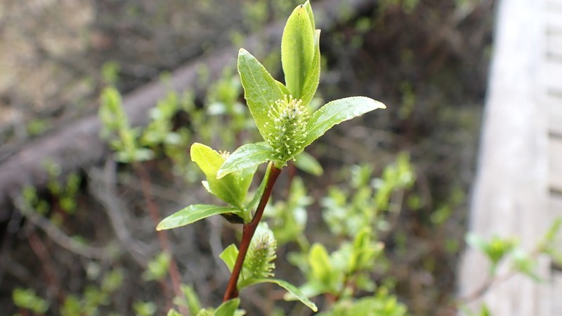 Firmleaf Willow photo 8