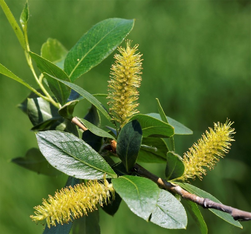 Salix pseudopentandra