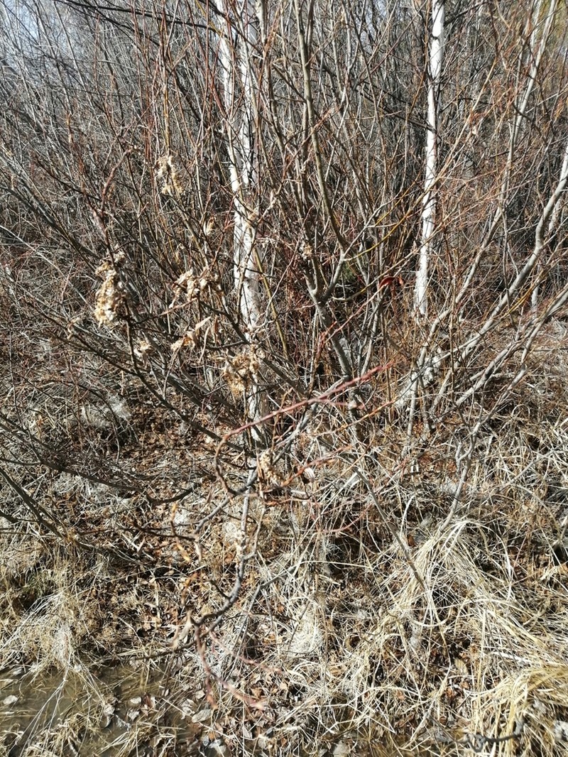 Salix pseudopentandra photo 2
