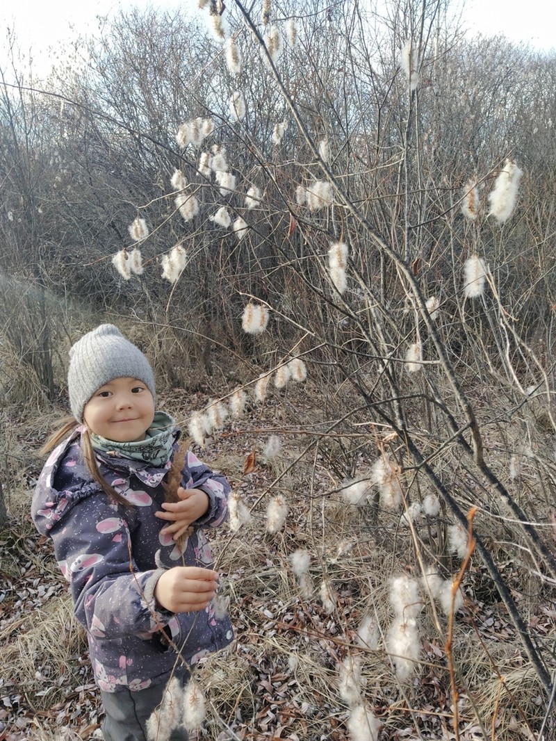 Salix pseudopentandra photo 3