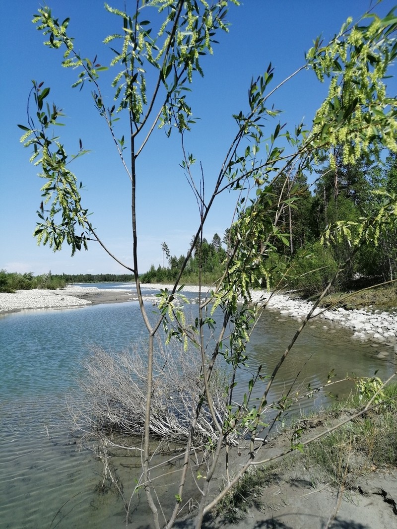 Salix pseudopentandra photo 4