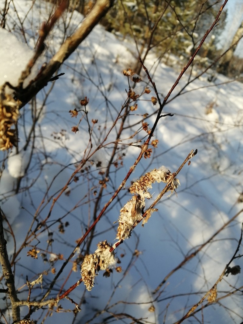 Salix pseudopentandra photo 6