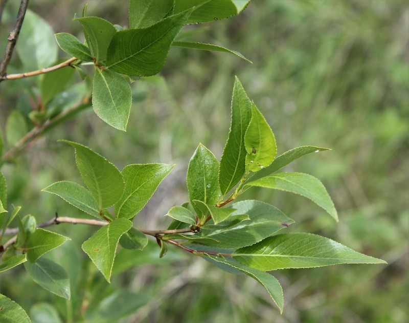Salix pseudopentandra photo 7