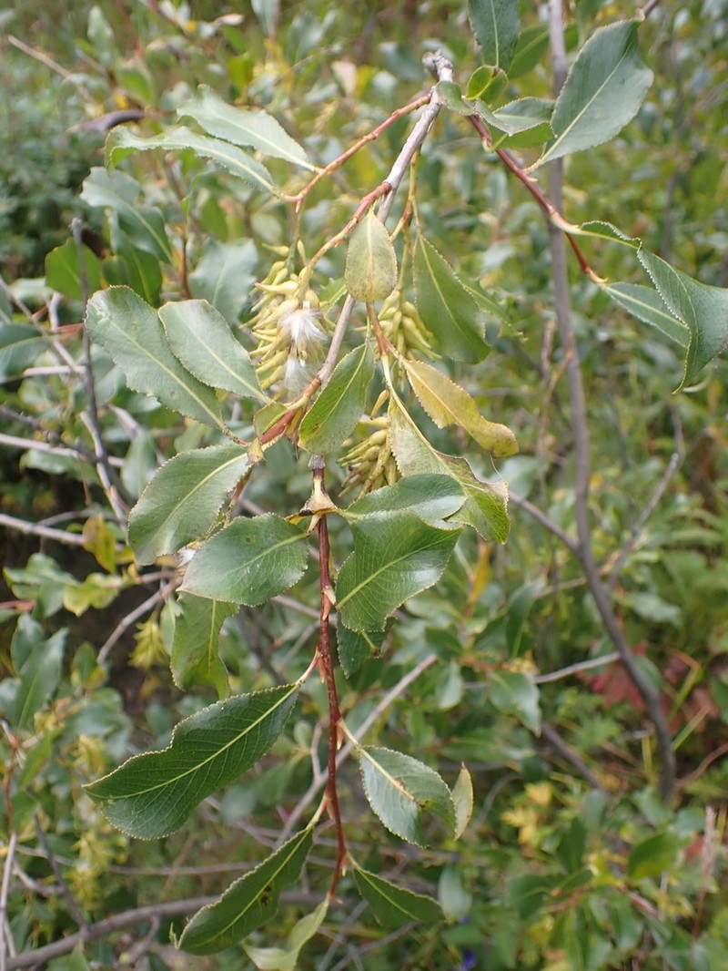 Salix pseudopentandra photo 8