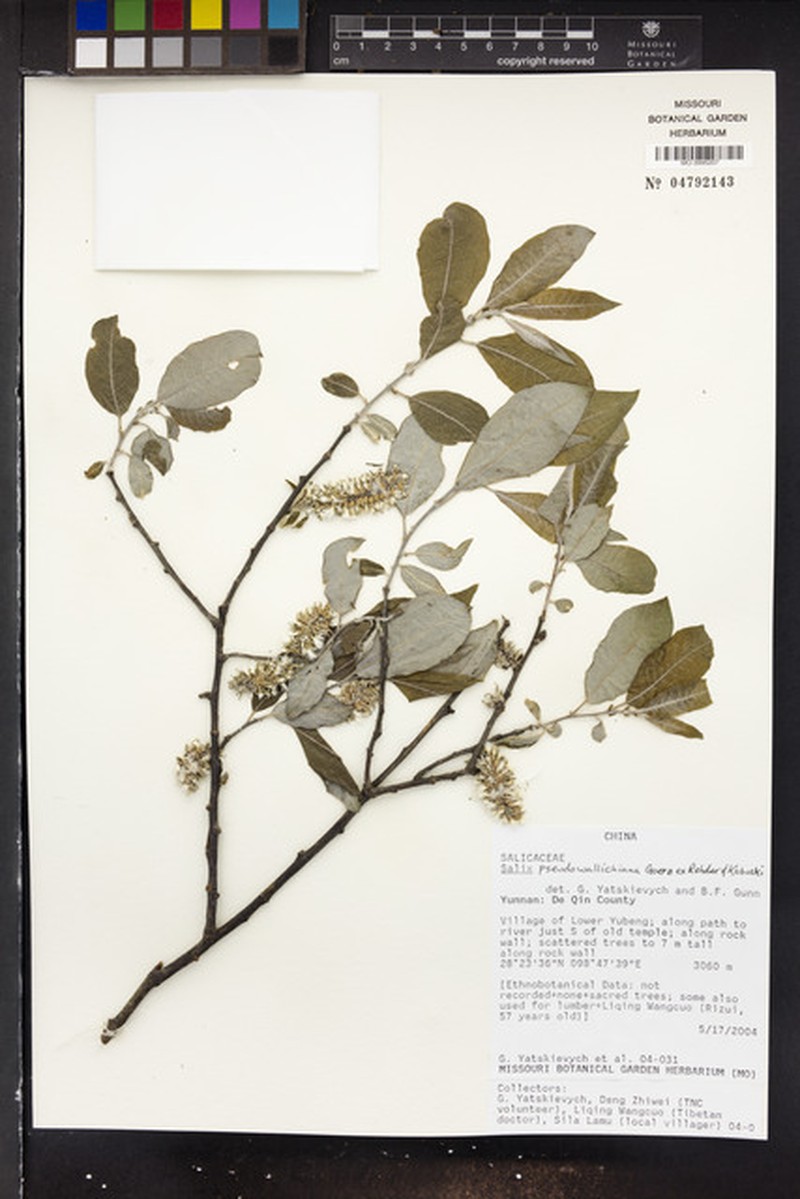 Salix pseudowallichiana