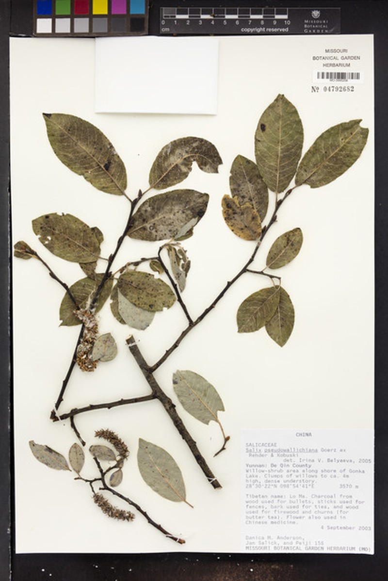 Salix pseudowallichiana photo 2