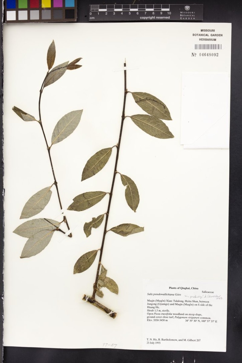 Salix pseudowallichiana photo 3