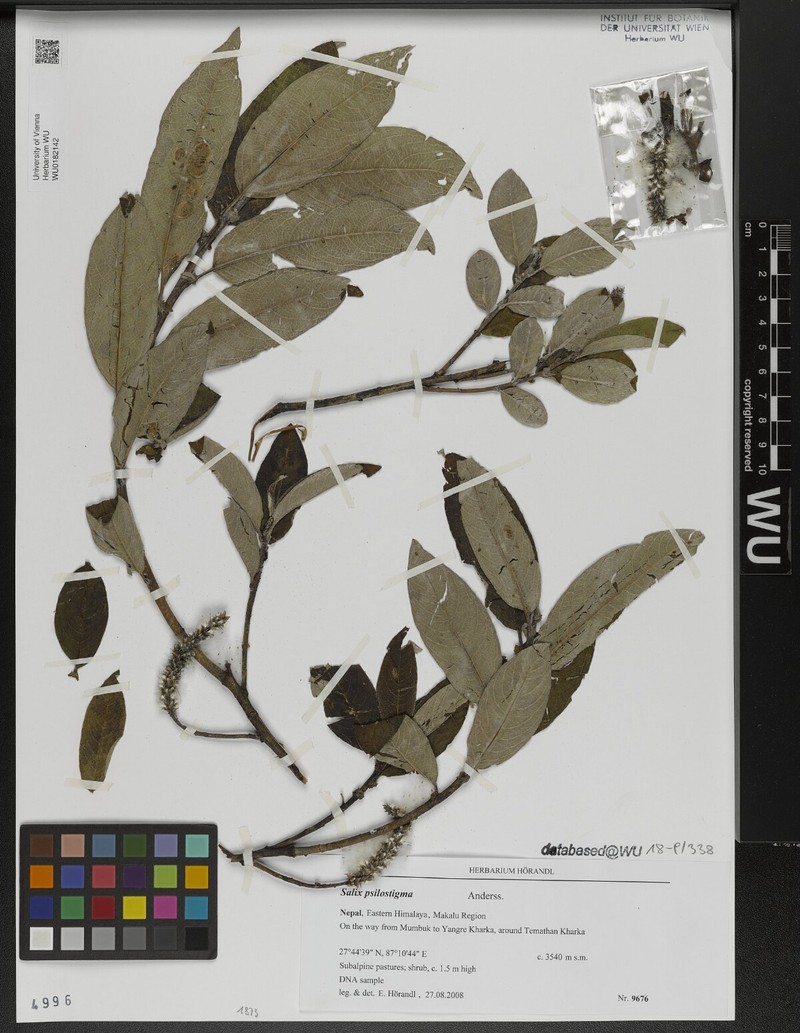 Salix psilostigma