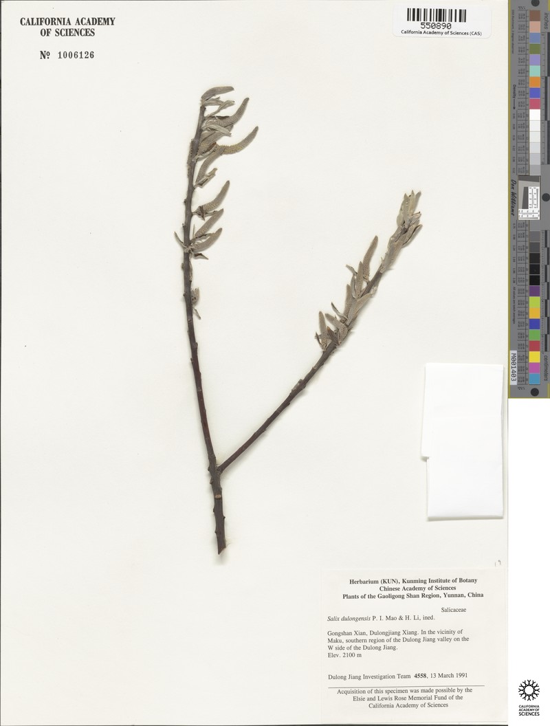 Salix psilostigma photo 2