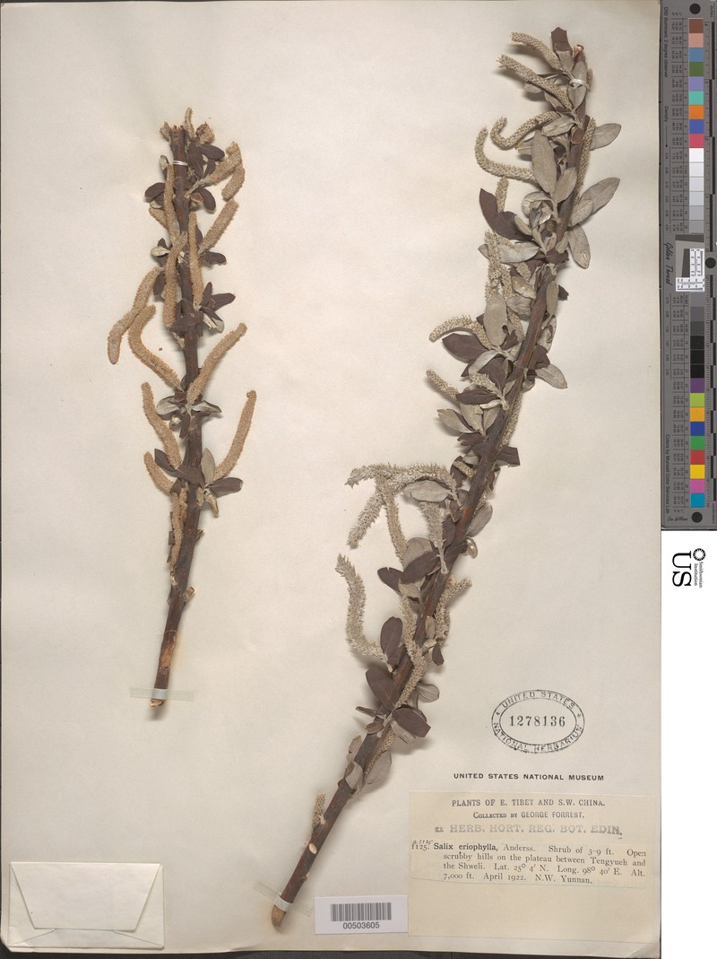 Salix psilostigma photo 3