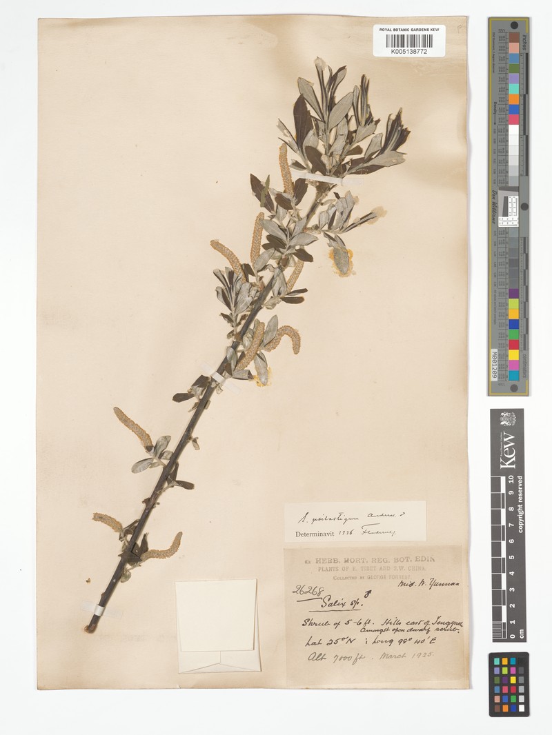Salix psilostigma photo 4