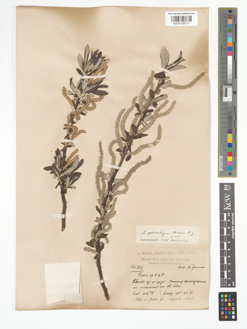 Salix psilostigma photo 5