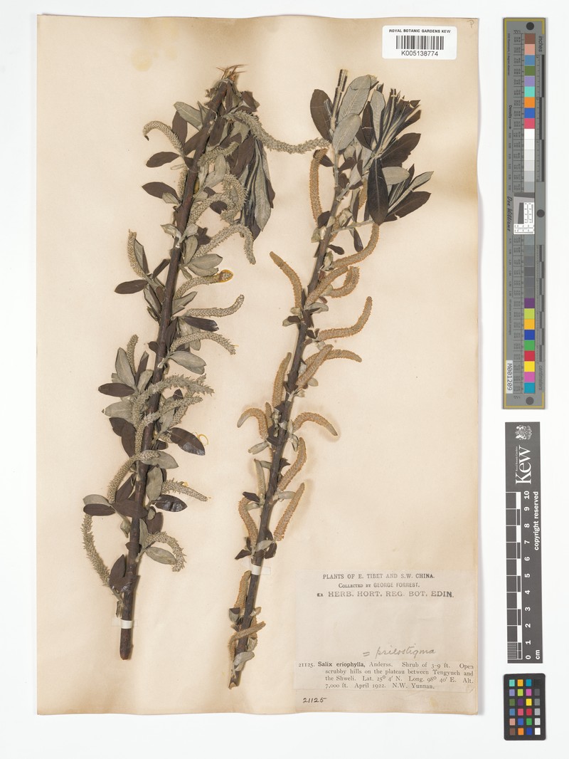 Salix psilostigma photo 6