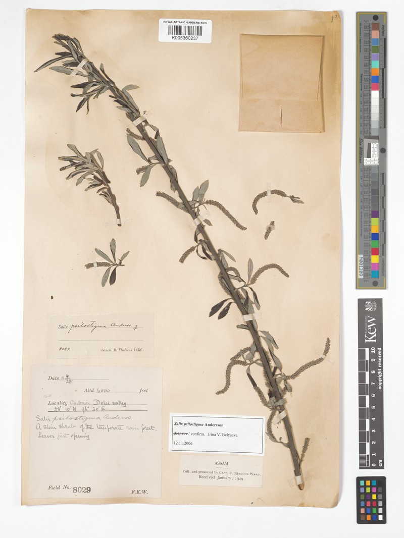 Salix psilostigma photo 7