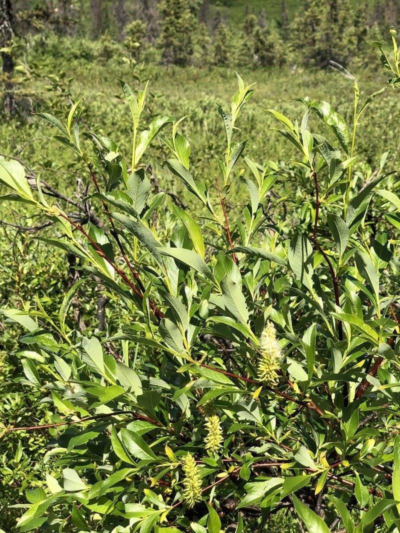 Tealeaf Willow photo 3