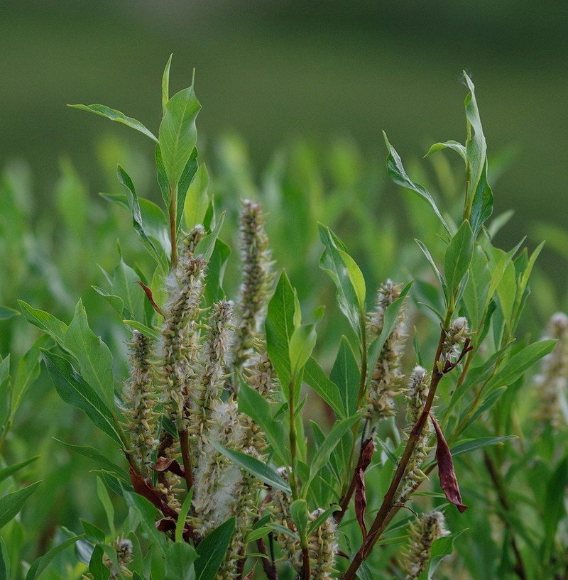 Tealeaf Willow photo 5