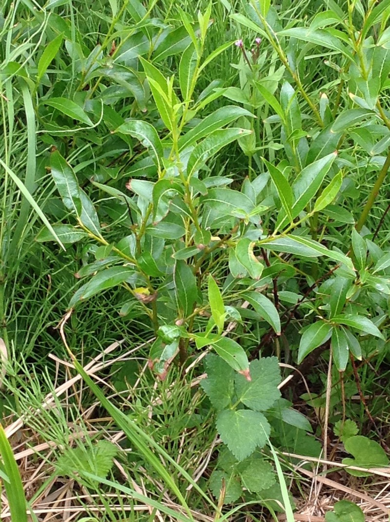 Tealeaf Willow photo 6
