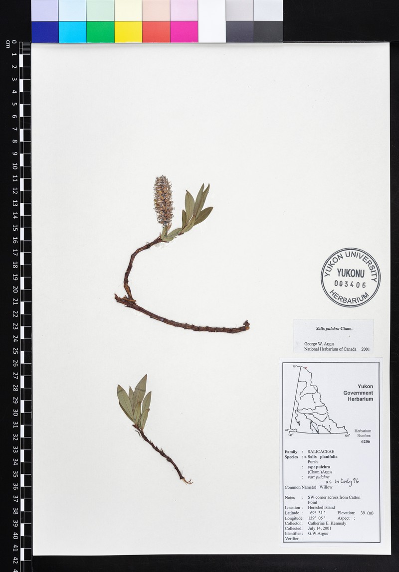 Salix pulchra subsp. pulchra