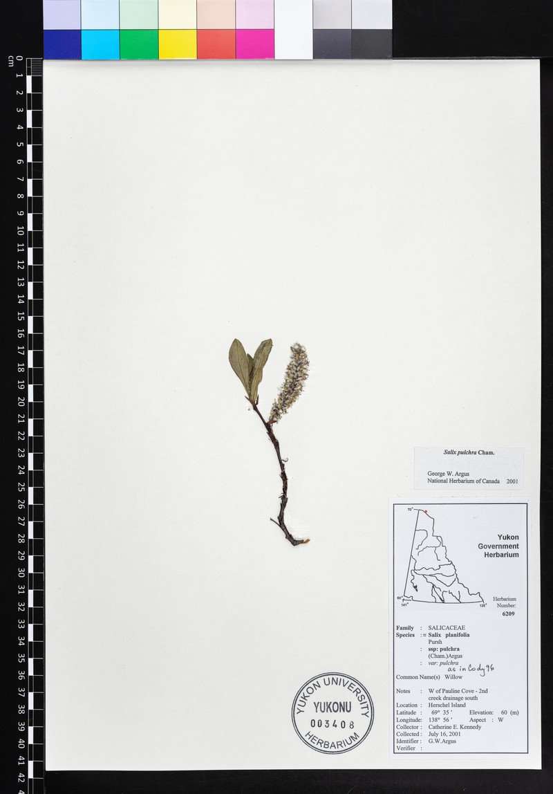Salix pulchra subsp. pulchra photo 2