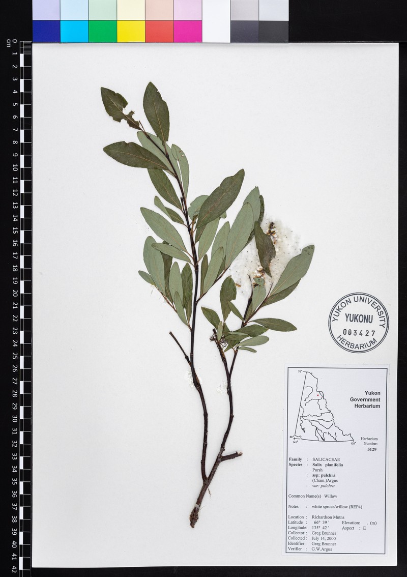 Salix pulchra subsp. pulchra photo 3