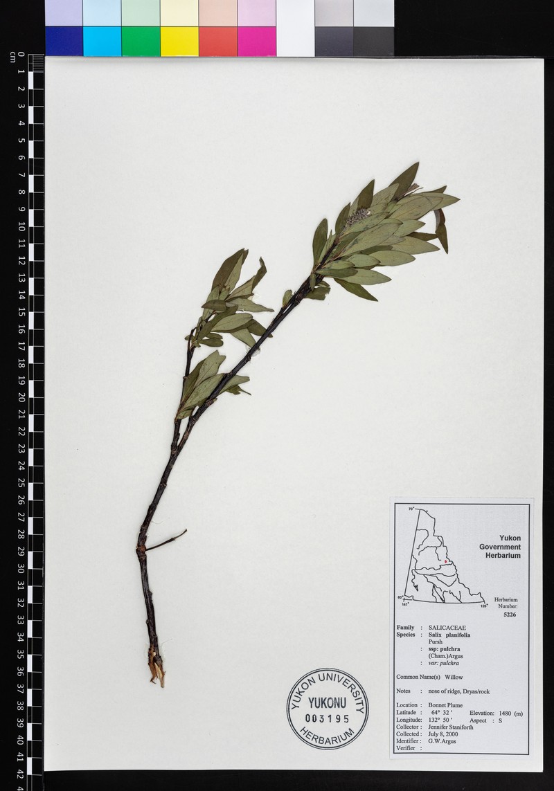 Salix pulchra subsp. pulchra photo 4