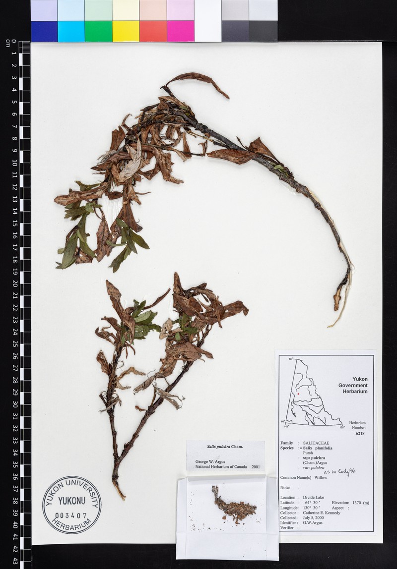Salix pulchra subsp. pulchra photo 5