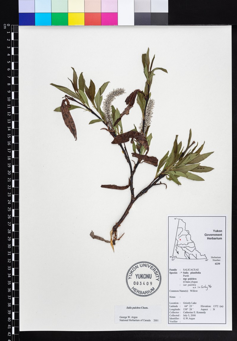 Salix pulchra subsp. pulchra photo 6