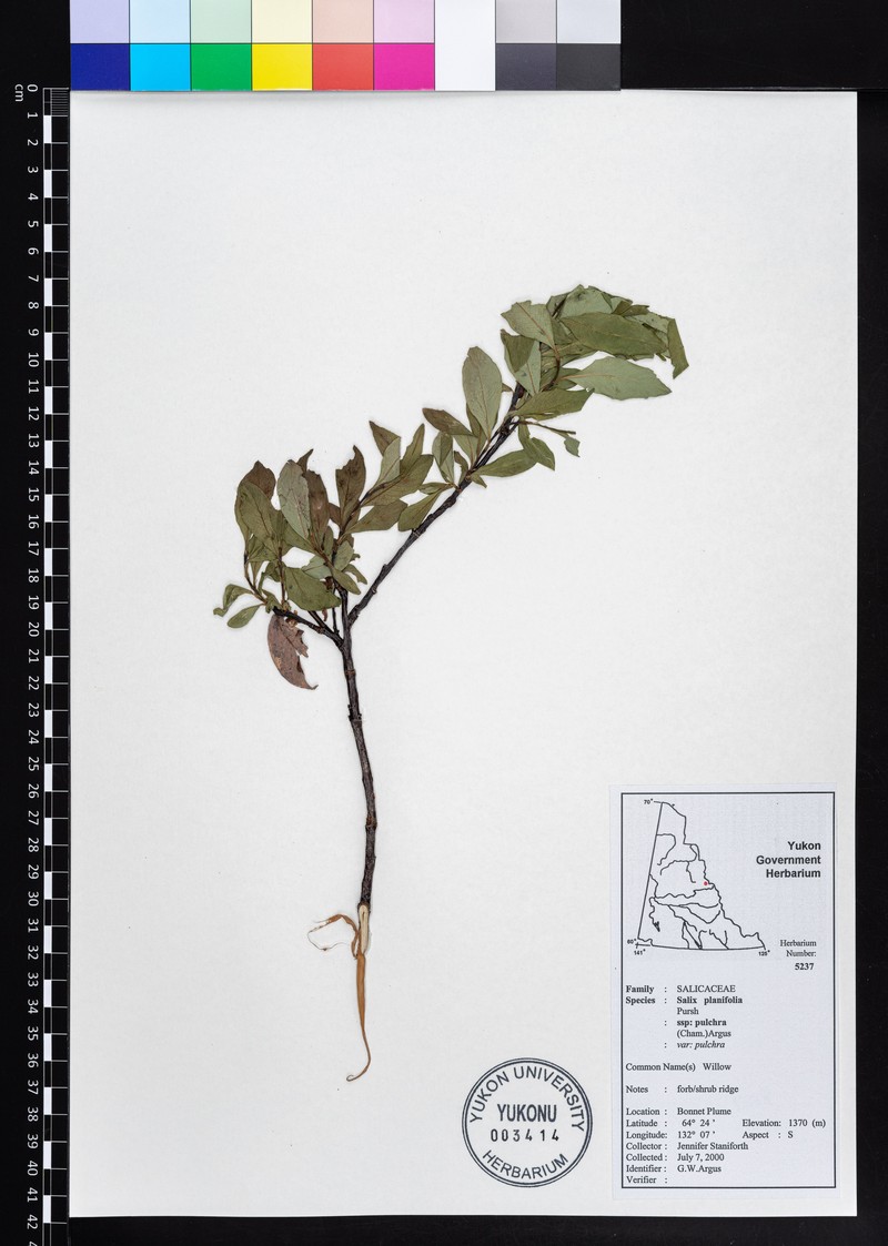 Salix pulchra subsp. pulchra photo 8