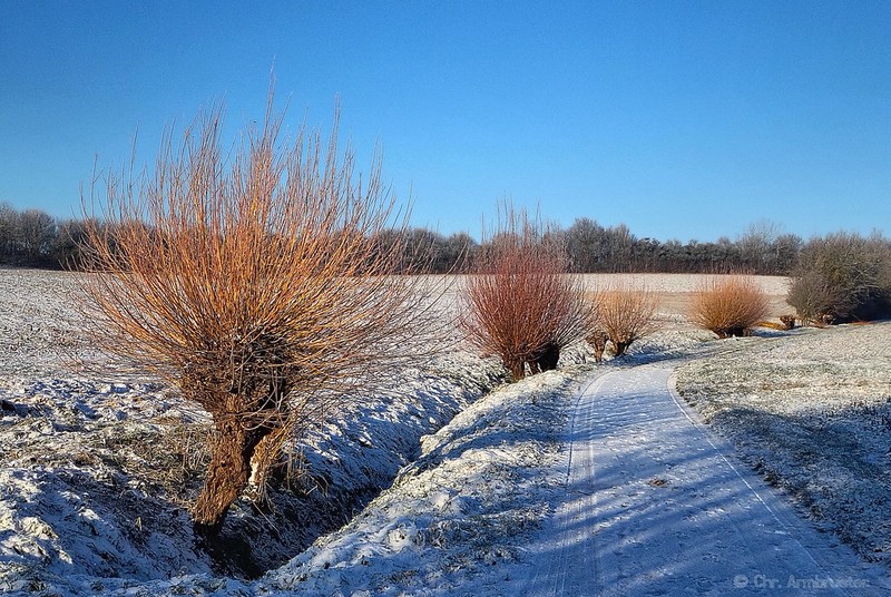 Purpleosier Willow photo 8