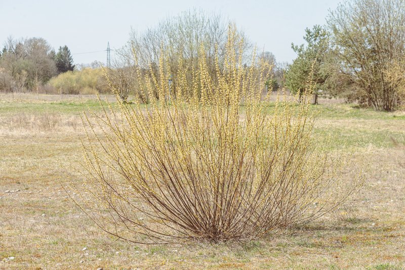 Purpleosier Willow photo 2