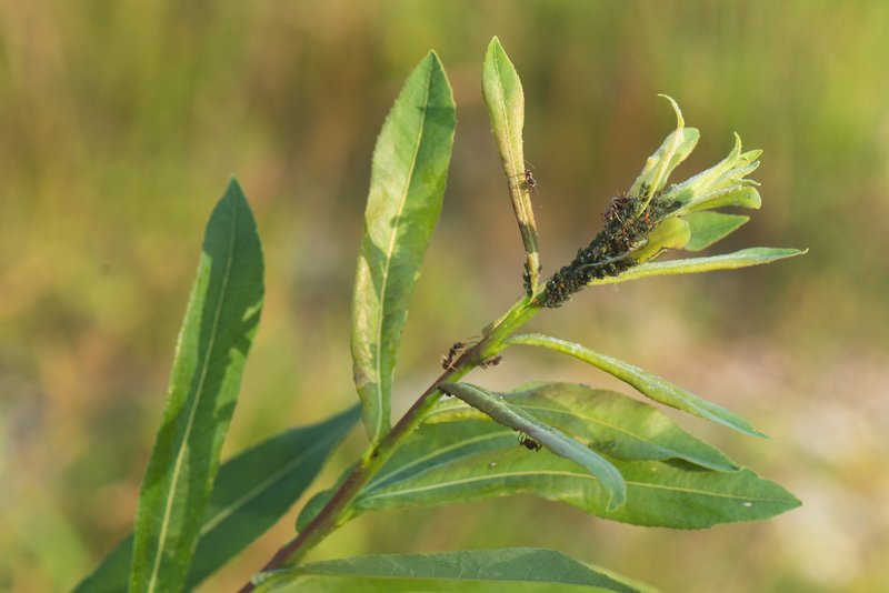 Purpleosier Willow photo 3
