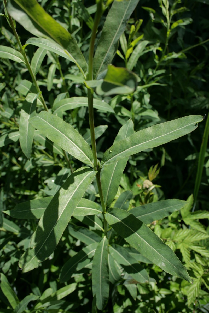 Purpleosier Willow photo 4