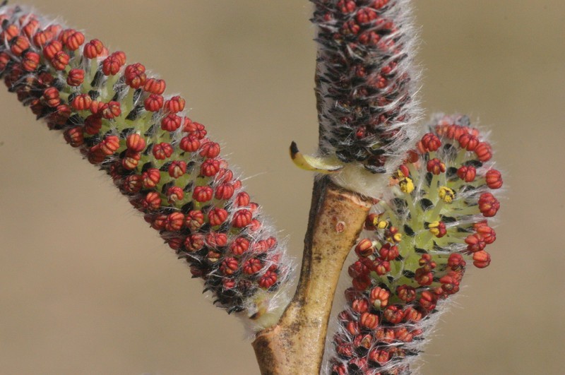 Purpleosier Willow photo 5