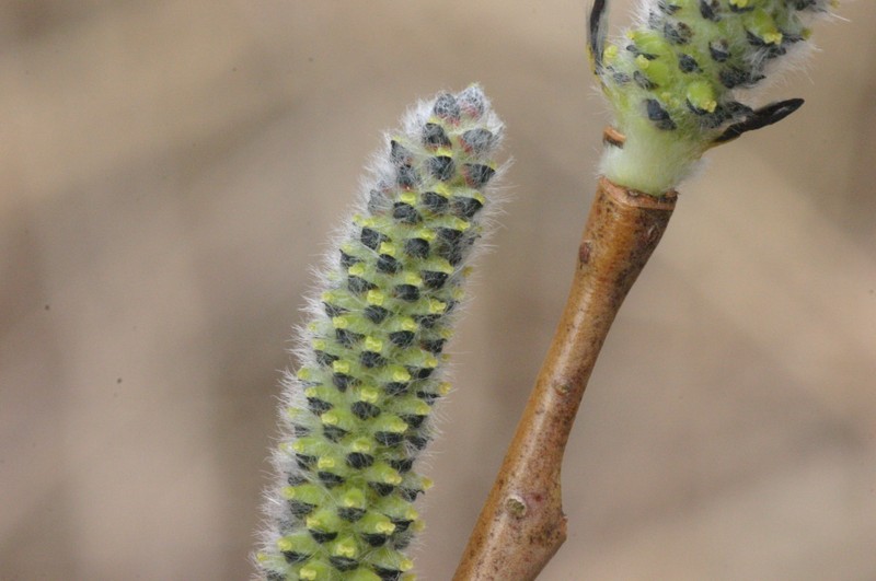 Purpleosier Willow photo 6