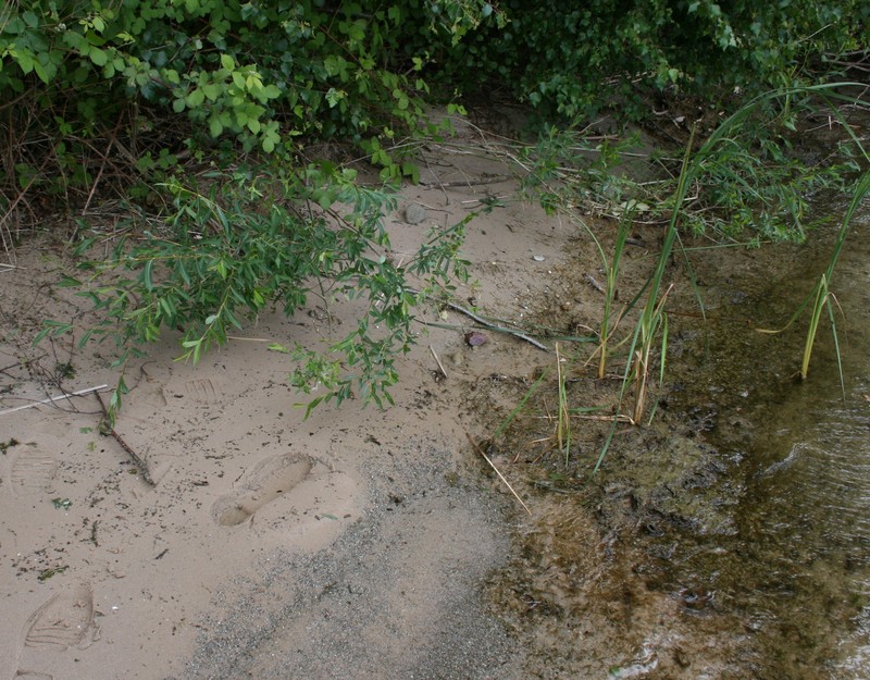 Purpleosier Willow photo 8