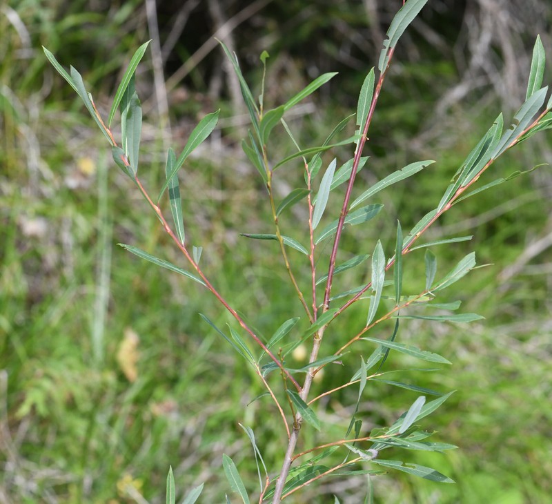 Salix purpurea f. gracilis
