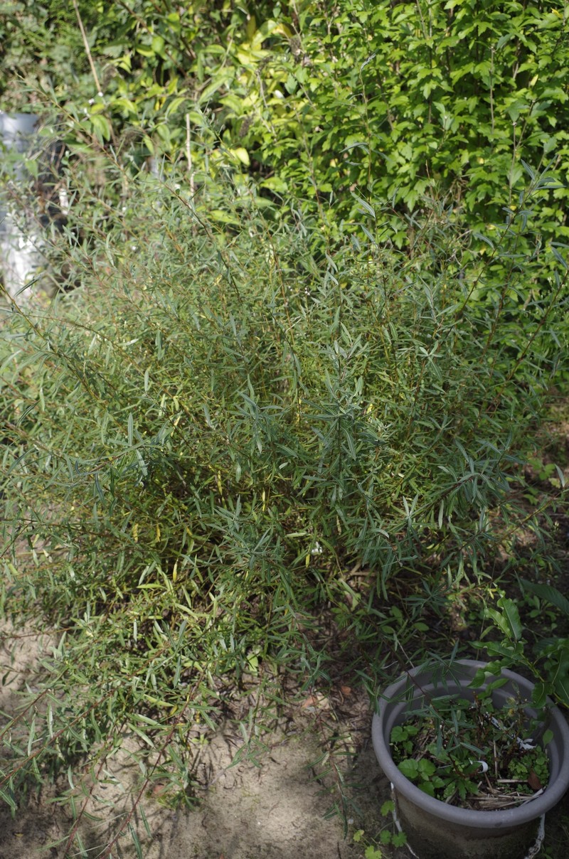 Salix purpurea f. gracilis photo 2