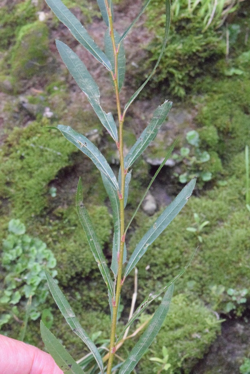 Salix purpurea subsp. purpurea