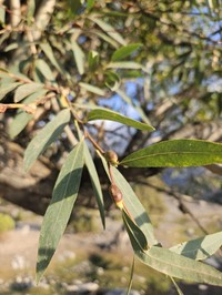 Salix pycnostachya
