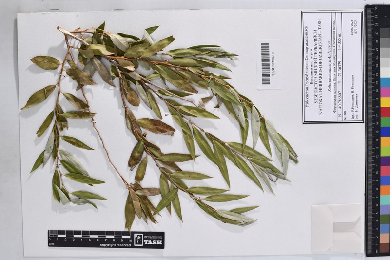 Salix pycnostachya photo 2