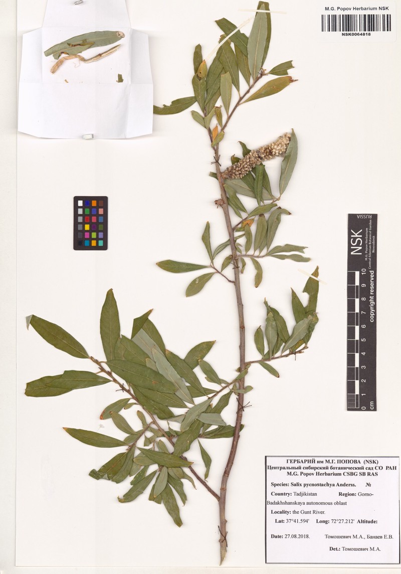Salix pycnostachya photo 5