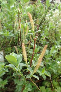 Salix pyrenaica