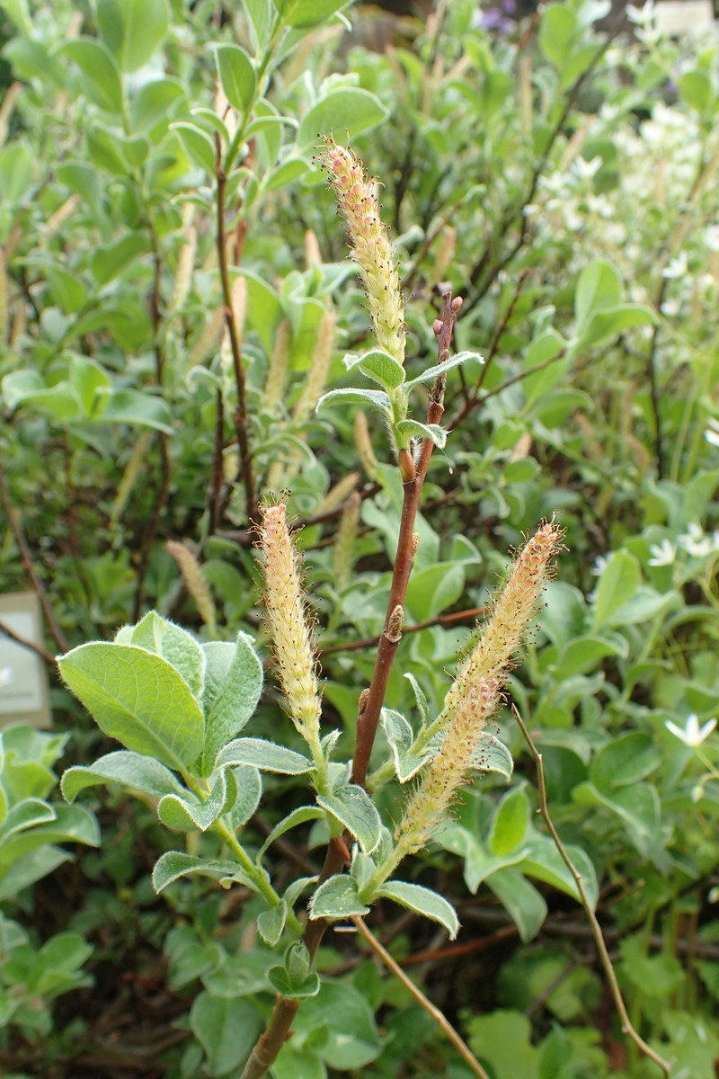 Salix pyrenaica