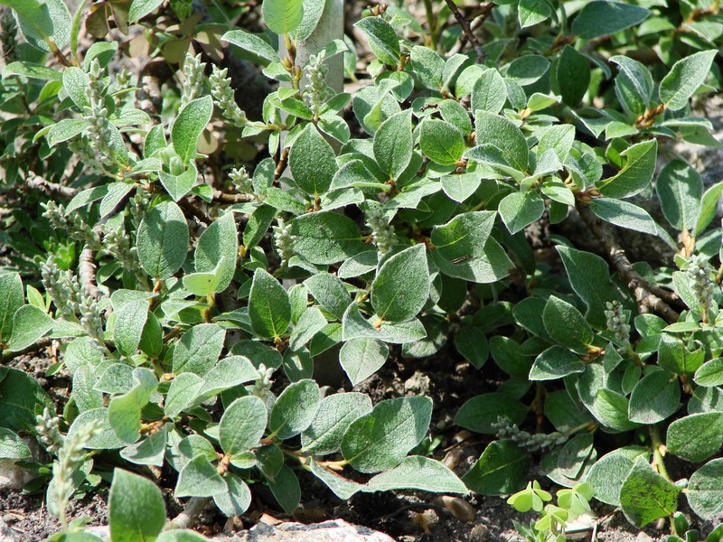Salix pyrenaica photo 2