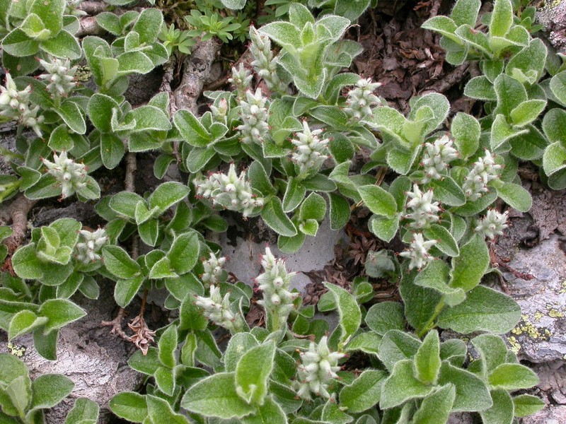 Salix pyrenaica photo 3