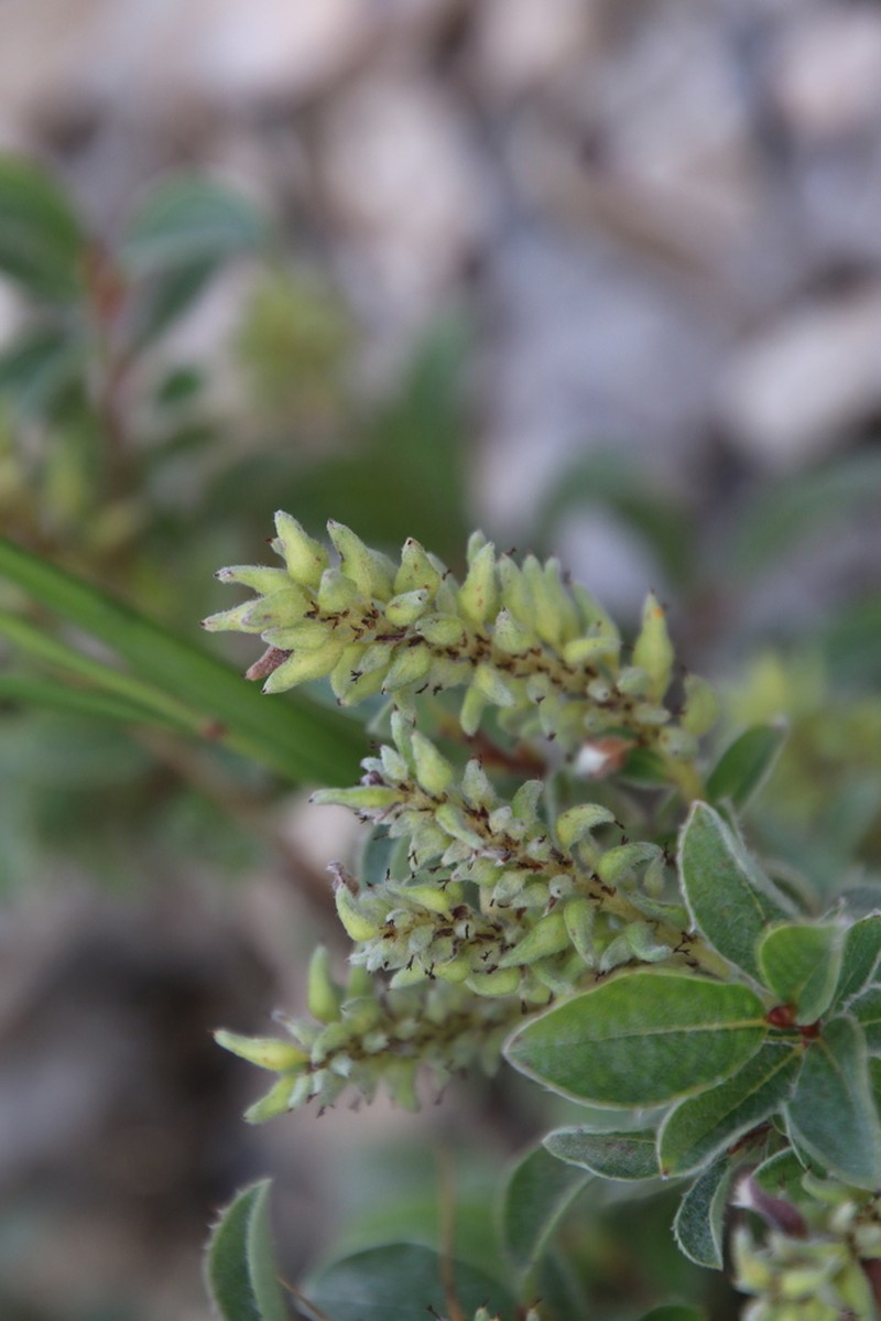 Salix pyrenaica photo 4