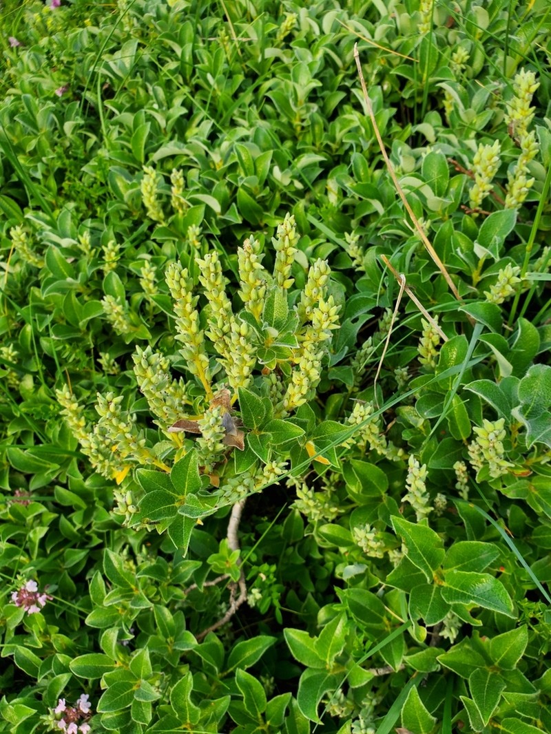 Salix pyrenaica photo 5